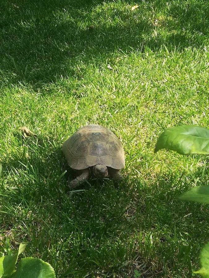 Отель My Garden Тбилиси Экстерьер фото